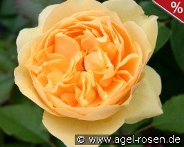 Rosa foetida 'Persiana' Persian Yellow