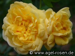 Schloß Dryburg kaufen, click for more details Schloß Dryburg