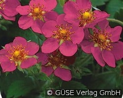 Zier-Erdbeere kaufen, click for more details Zier-Erdbeere