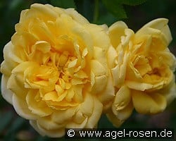 Schloß Dryburg kaufen, clicken für mehr Details Schloß Dryburg