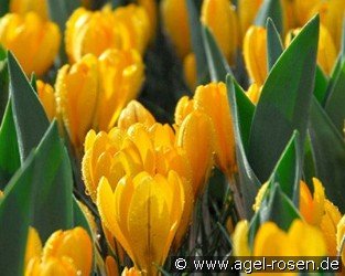 GRBLC. Golden Yellow