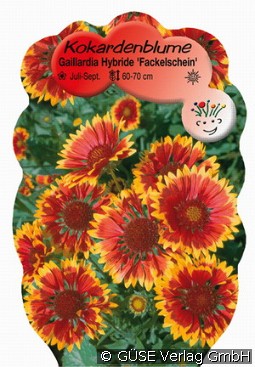 Kokardenblume kaufen, clicken für mehr Details Kokardenblume