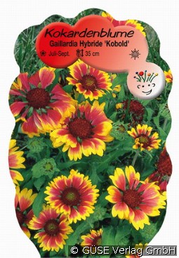 Kokardenblume kaufen, clicken für mehr Details Kokardenblume