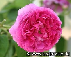 Aimable Rouge kaufen, click for more details Aimable Rouge