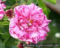 Belle Villageoise kaufen, click for more details Belle Villageoise