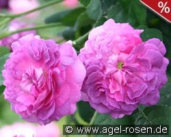 Belle de Crécy kaufen, click for more details Belle de Crécy