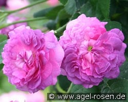 Belle de Crécy kaufen, click for more details Belle de Crécy