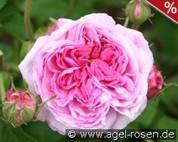 Belle sans Flatterie kaufen, click for more details Belle sans Flatterie