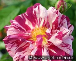 Camaieux kaufen, click for more details Camaieux