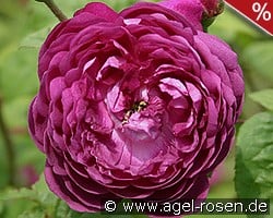 Cardinal de Richelieu kaufen, click for more details Cardinal de Richelieu