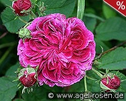 Charles de Mills kaufen, click for more details Charles de Mills