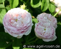 Duchesse de Montebello kaufen, click for more details Duchesse de Montebello