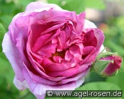 Président de Sèze kaufen, click for more details Président de Sèze