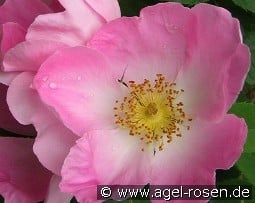 Rosa gallica 'Complicata' kaufen, click for more details Rosa gallica 'Complicata'