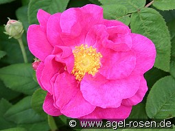 Rosa gallica 'Officinalis' kaufen, click for more details Rosa gallica 'Officinalis'