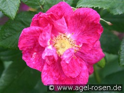 Rosa gallica 'Splendens' kaufen, click for more details Rosa gallica 'Splendens'