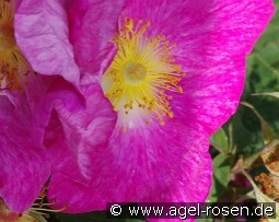 Rosa gallica 'Velutinaeflora' kaufen, click for more details Rosa gallica 'Velutinaeflora'