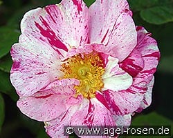 Rosa gallica 'Versicolor' kaufen, click for more details Rosa gallica 'Versicolor'
