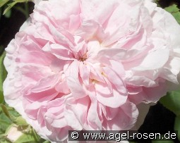 Schöne aus Angeln kaufen, click for more details Schöne aus Angeln