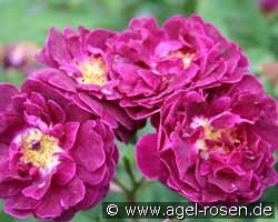 Tuscany kaufen, click for more details Tuscany