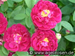 Tuscany Superb kaufen, click for more details Tuscany Superb