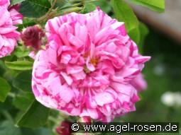 Belle Villageoise kaufen, clicken für mehr Details Belle Villageoise