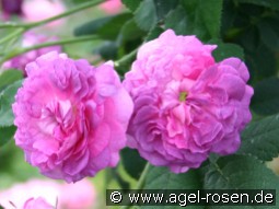 Belle de Crécy kaufen, clicken für mehr Details Belle de Crécy