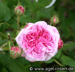 Belle sans Flatterie kaufen, clicken für mehr Details Belle sans Flatterie