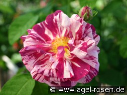 Camaieux kaufen, clicken für mehr Details Camaieux