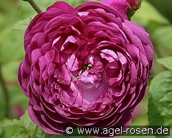 Cardinal de Richelieu kaufen, clicken für mehr Details Cardinal de Richelieu