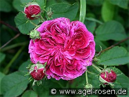 Charles de Mills kaufen, clicken für mehr Details Charles de Mills