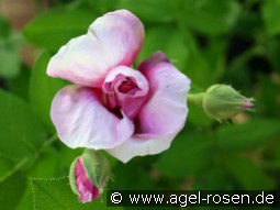 Jenny Duval kaufen, clicken für mehr Details Jenny Duval