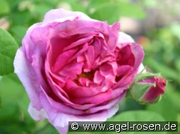 Président de Sèze kaufen, clicken für mehr Details Président de Sèze