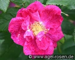 Rosa gallica 'Splendens' kaufen, clicken für mehr Details Rosa gallica 'Splendens'
