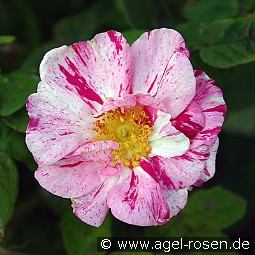 Rosa gallica 'Versicolor' kaufen, clicken für mehr Details Rosa gallica 'Versicolor'