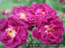 Tuscany kaufen, clicken für mehr Details Tuscany