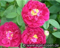 Tuscany Superb kaufen, clicken für mehr Details Tuscany Superb