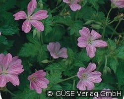 Storchschnabel kaufen, clicken für mehr Details Storchschnabel