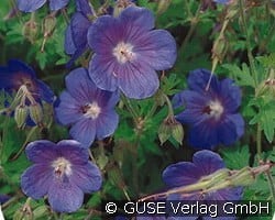 Storchschnabel kaufen, clicken für mehr Details Storchschnabel