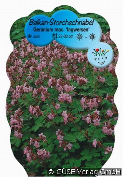 Balkan-Storchschnabel kaufen, clicken für mehr Details Balkan-Storchschnabel
