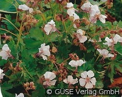 Storchschnabel kaufen, clicken für mehr Details Storchschnabel