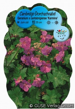 Storchschnabel kaufen, clicken für mehr Details Storchschnabel