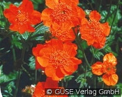 Nelkenwurz kaufen, clicken für mehr Details Nelkenwurz