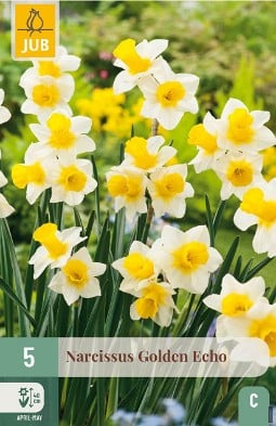 Golden Echo kaufen, click for more details Golden Echo