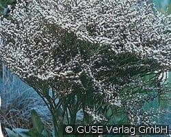 Strandflieder kaufen, clicken für mehr Details Strandflieder