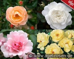 10 Bodendeckerrosen nach Farben kaufen, click for more details 10 Bodendeckerrosen nach Farben