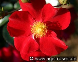 Alcantara kaufen, click for more details Alcantara