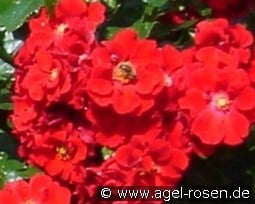 Alpenglühen kaufen, click for more details Alpenglühen