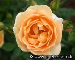 Amber Cover kaufen, click for more details Amber Cover