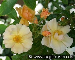 Amber Sun syn. Sonne des Allgäu kaufen, click for more details Amber Sun syn. Sonne des Allgäu